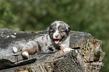 BERGER AUSTRALIEN PUPPIES 818